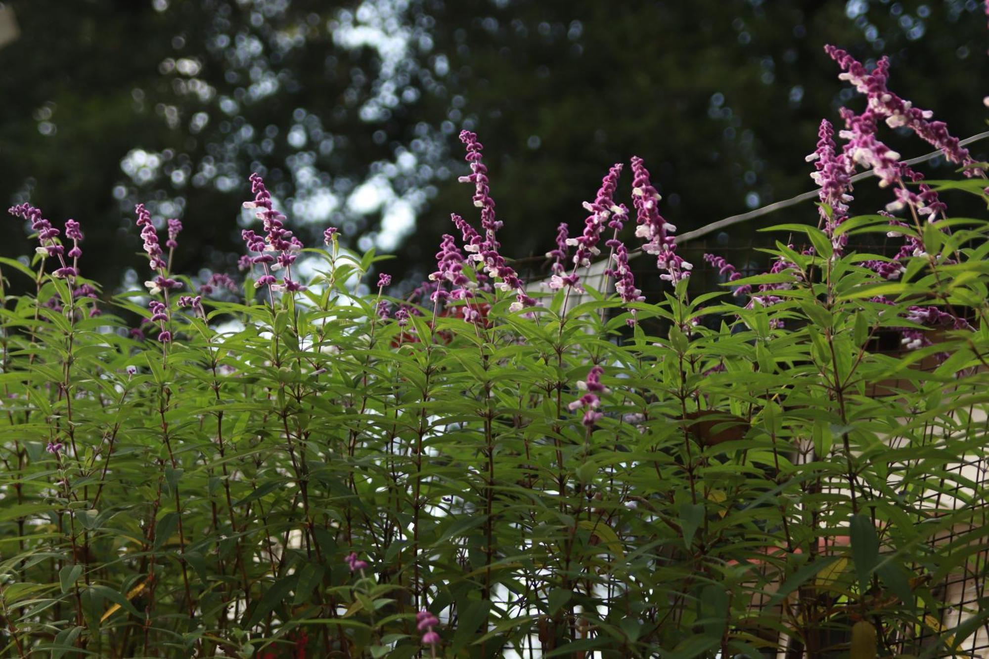 Simba Jungle Lodge, Binsar Wildlife Sanctuary Bagian luar foto